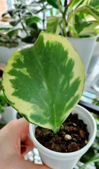 Variegated Peperomia Rooted Leaf Cutting