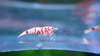 Red galaxy tiger caridina shrimp 