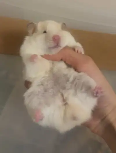 Adult Syrain Hamster Rehome, View more