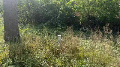 40$ Grass cutting, View more