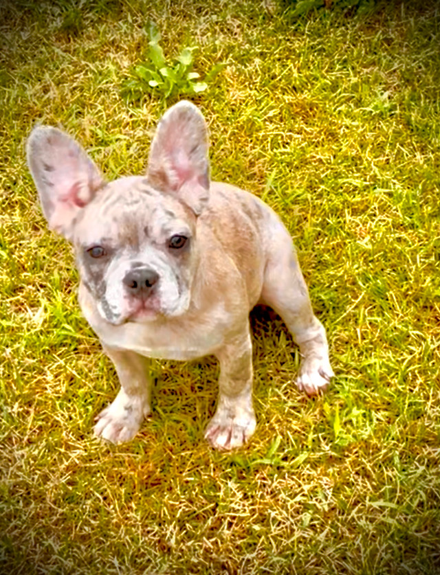 Bulldog Français/ Frenchie/ Femelle dans Chiens et chiots à adopter  à Drummondville