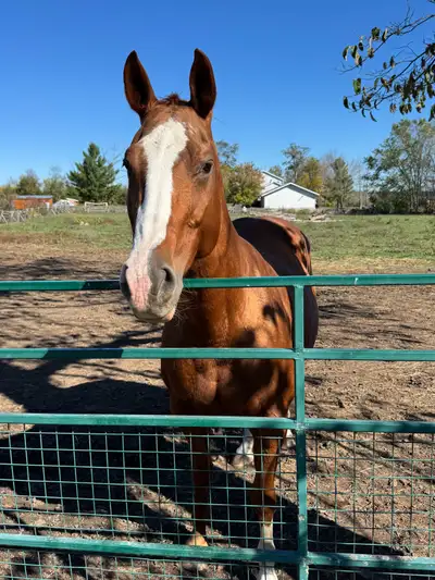 APHA MARE, View more