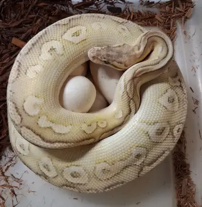 Pair of adult ball pythons, View more