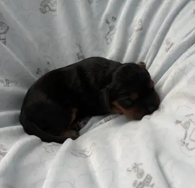 Cavalier King Charles Spaniel puppies, View more