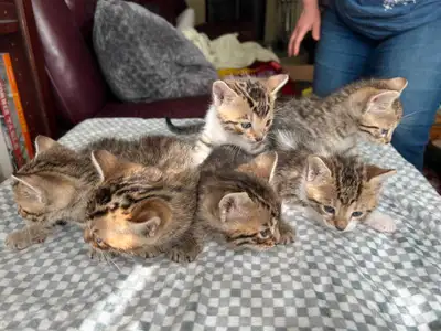 Chatons a vendre, View more
