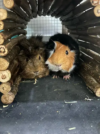 two male Guinea pigs , View more