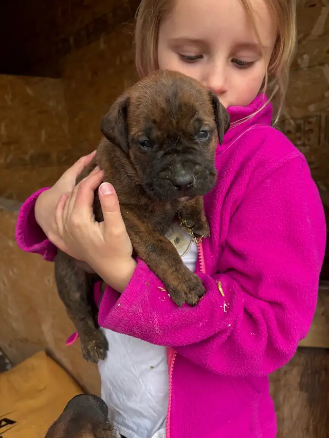 Bullmastiff Boerboel mastiff puppies in Dogs & Puppies for Rehoming in Edmonton - Image 8