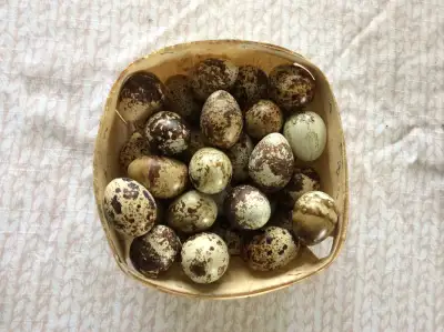 Quail's hatching eggs, View more
