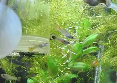 mix fancy guppies juvenile, View more