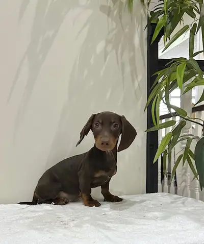 MINIATURE DACHSHUND PUPPIES, View more