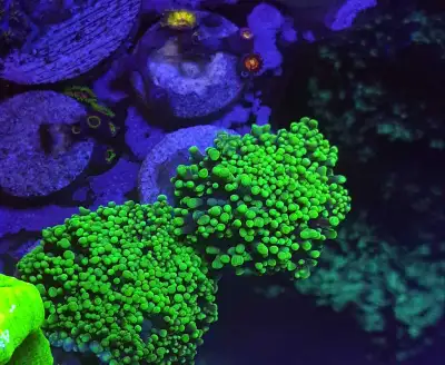 Neon Green Hairy mushroom frags, View more