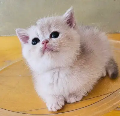 Adorable purebred British shorthair kittens available , View more
