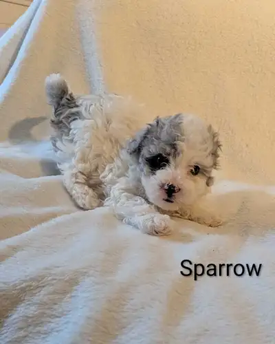 Toy Poodle Puppies, View more
