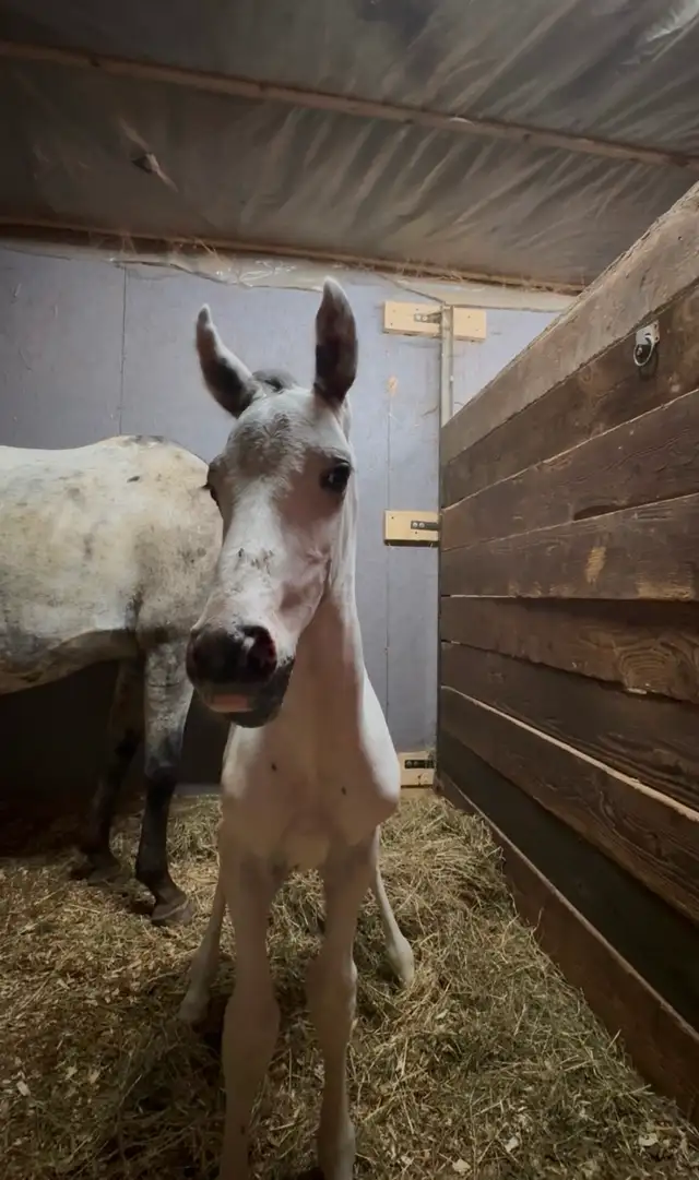 Appaloosa à vendre au sevrage in Horses & Ponies for Rehoming in Saint-Jean-sur-Richelieu - Image 3