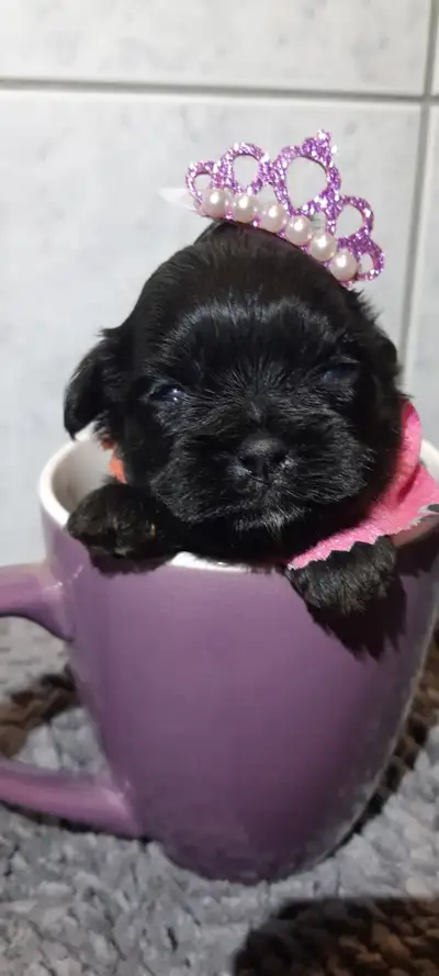 Shipoo for sale, View more