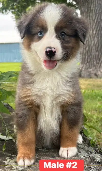 miniature australian shepherd puppies, View more
