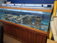 130 gallon aquarium with accessories