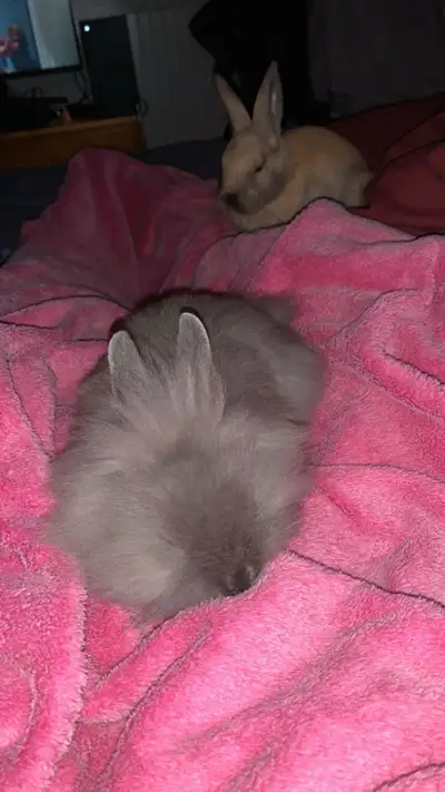 2 female bunnies, View more