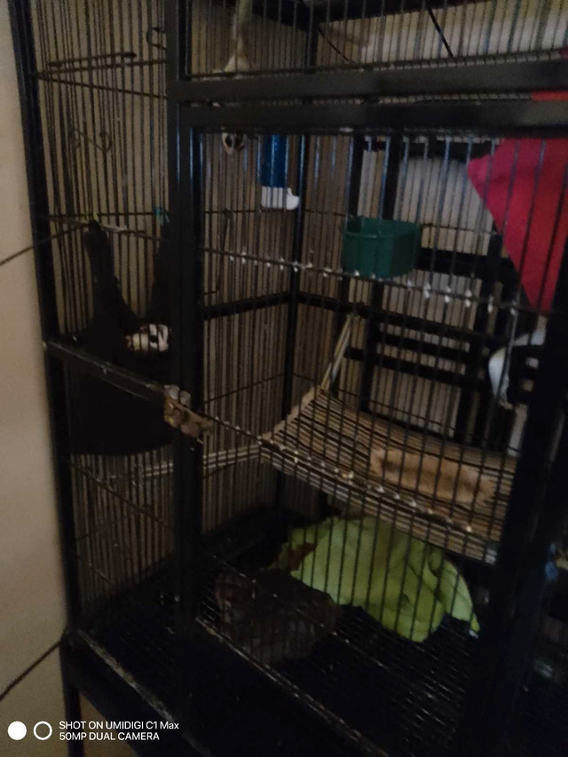 Suger gliders with  cage in Small Animals for Rehoming in Leamington