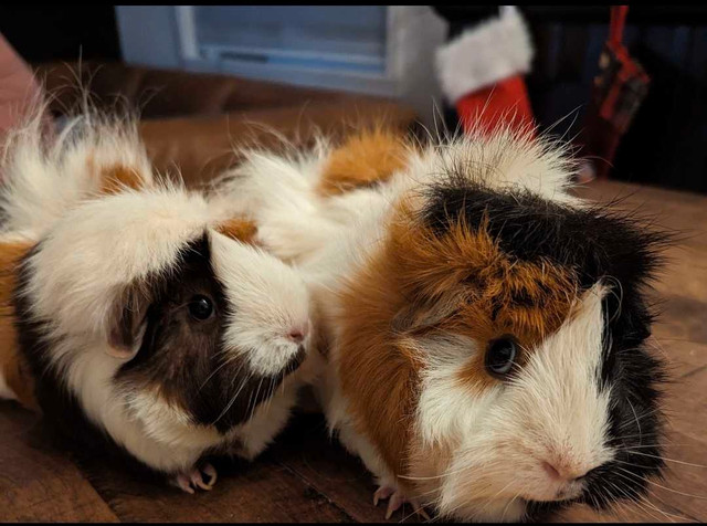 Deux cochons d'inde mâles avec cage dans Autres animaux à adopter  à Ville de Québec - Image 2