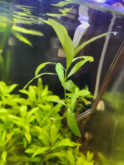 Hygrophila Polysperma Aquarium Plant , View more