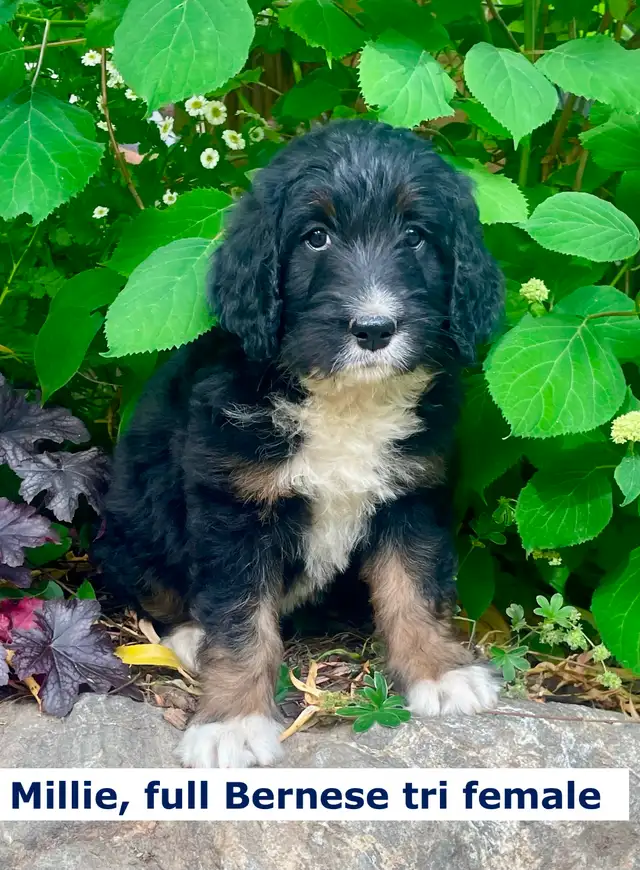 F1  tri colour hypoallergenic Bernedoodle- July 1 delivery in Dogs & Puppies for Rehoming in Calgary - Image 3