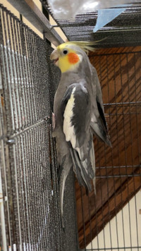 Cockatiel bird 