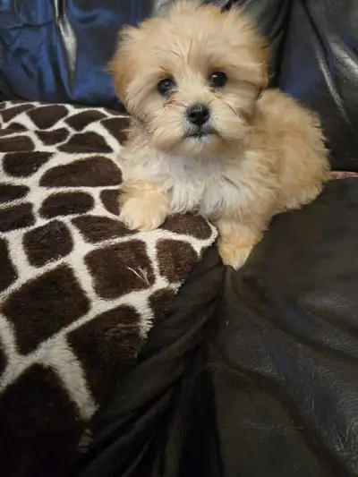 Toy shihtzu poodle..Only one puppy left, View more