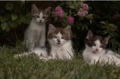 3 Adorable kittens left!, View more
