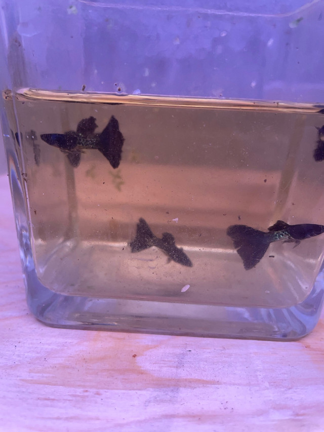 Male Black Cobra Guppies in Fish for Rehoming in Hamilton - Image 4