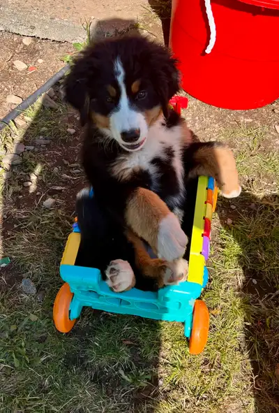 Calm, Sweet Female Bernese Mountain Dog Puppy, View more