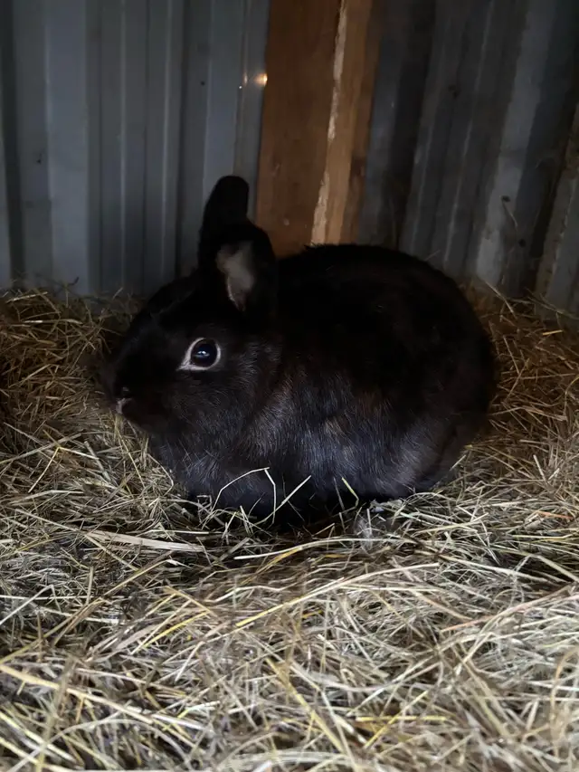 Netherland Dwarf Rabbits | Small Animals for Rehoming | Winnipeg | Free ...
