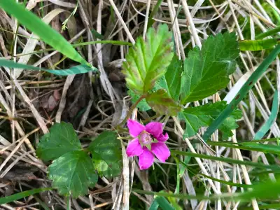 Bring your chainsaw and your ideas! Get out of the overpopulated city and back to homesteading roots...