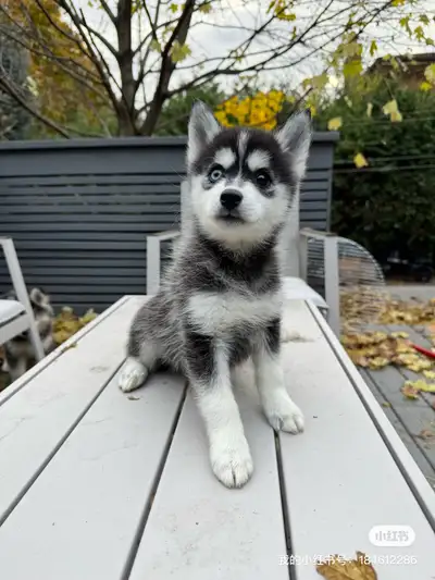 Pomsky puppies, View more