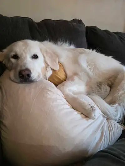 Due to my current living and work situations I am looking to rehome my great pyreness/maremma mix Bu...