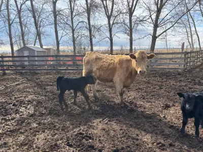 first calf heifer pair, View more