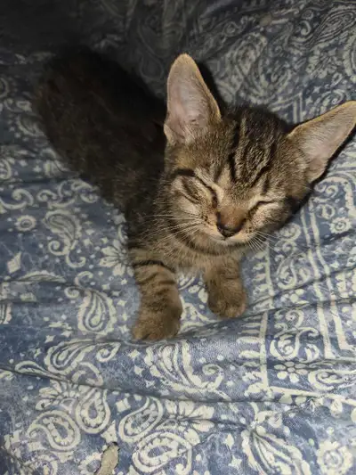 chaton a vendre, View more