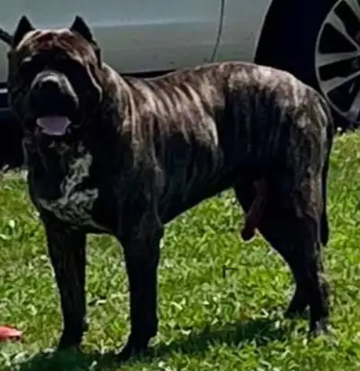 Cane Corso, View more