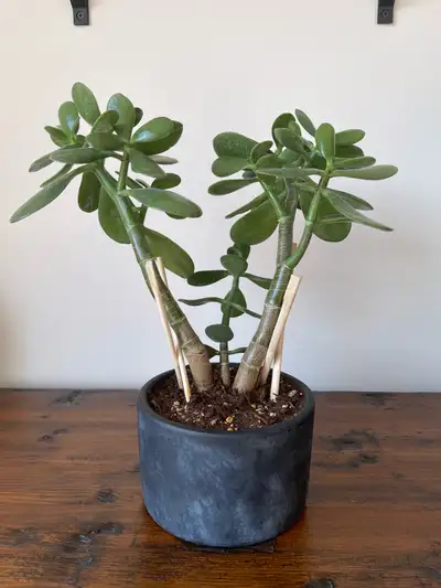 Jade Bonsai in 5 inch ceramic black planter, View more