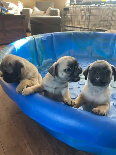 Pugs only 3 left, View more