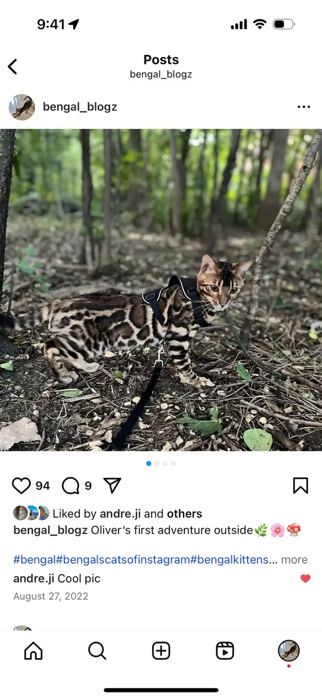 bengal kittens looking for a forever home in Cats & Kittens for Rehoming in Laval / North Shore - Image 9