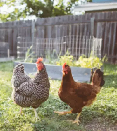 If anyone out there needs a forever home for their farm animals, our place is it. We have 630 acres...