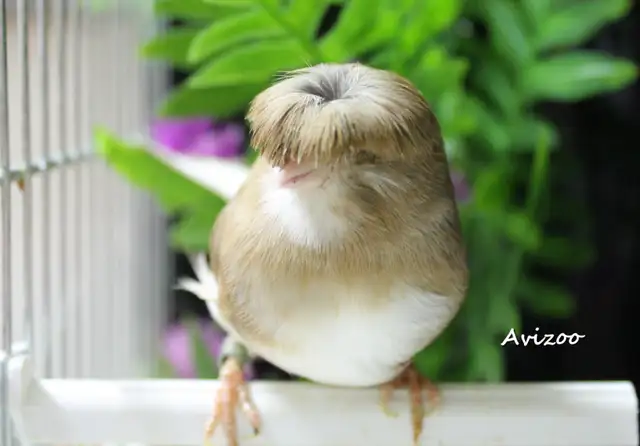 CANARIS GLOSTER M/F DISPONIBLES a partir de 100$ in Birds for Rehoming in Longueuil / South Shore - Image 4