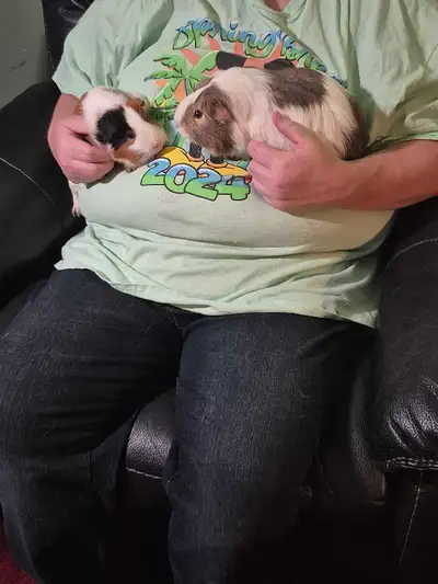 2-1year old guinea pigs , View more