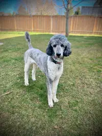 Guardian Family for Female Poodle