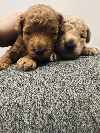 Toy poodle puppies, View more