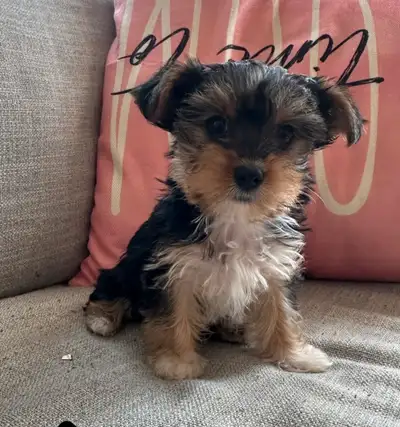 Female yorkie puppy for sale She is very playful and great with kids Born April 4 Both parents are y...
