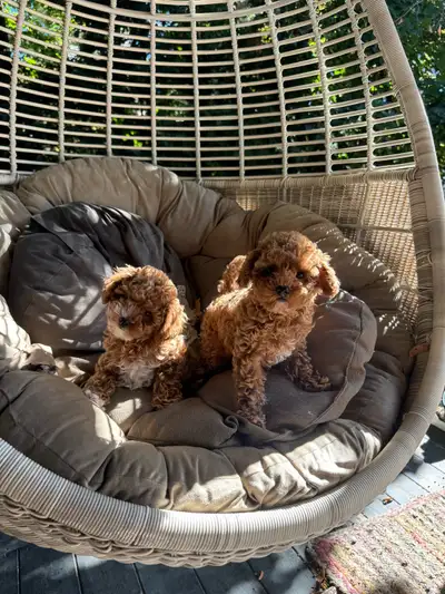 toy poodle puppies, View more