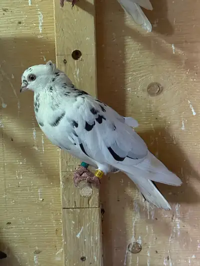 pigeon for sale, View more