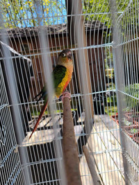 Yellow Sided Conure